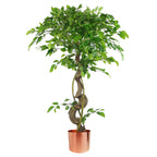 120cm Twisted Trunk Artificial Japanese Fruticosa Style Ficus Tree