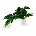 30cm Artificial Mini Pothos in Decorative White Pot