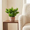 22cm Artificial Honey Plant Dark Green in Terracotta Pot