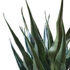 70cm Agave Tropical Yucca Artificial
