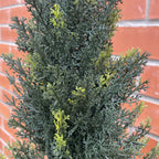 120cm Artificial Natural Look Cedar Cypress Tree