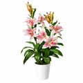 Artificial 90cm Lily Stargazer Style Lillies Plant Large Flowers Pink
