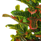 90cm Artificial Codiaeum Multicoloured House Plant