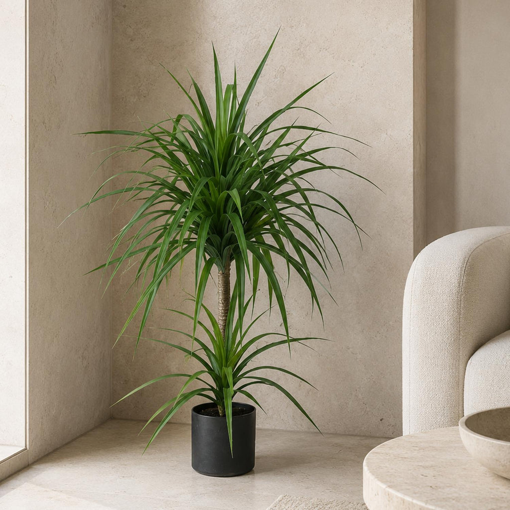 90cm Artificial Double Dracaena Plant