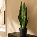 Artificial 70cm Sansevieria Zeylanica Plant