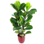 90cm Large Artificial Fiddle Fig Tree Ficus Lyrata Plant