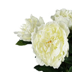 80cm Artificial Cream Peony Stem