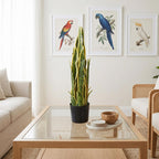 55cm Sansevieria Yellow Green Artificial Indoor Plant