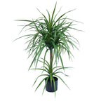 90cm Artificial Double Dracaena Plant