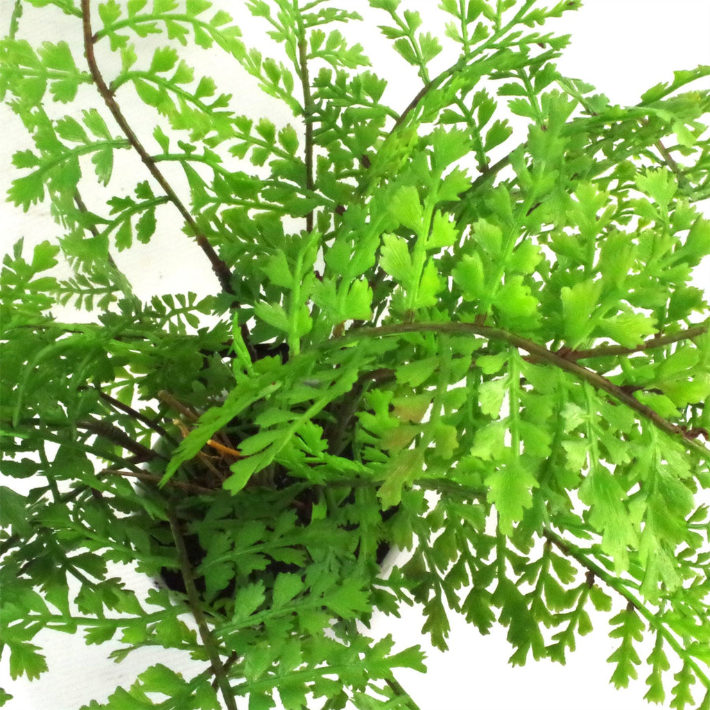 Faux 30cm Artificial Potted Royal Fern