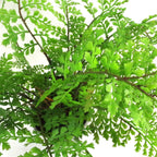 Faux 30cm Artificial Potted Royal Fern