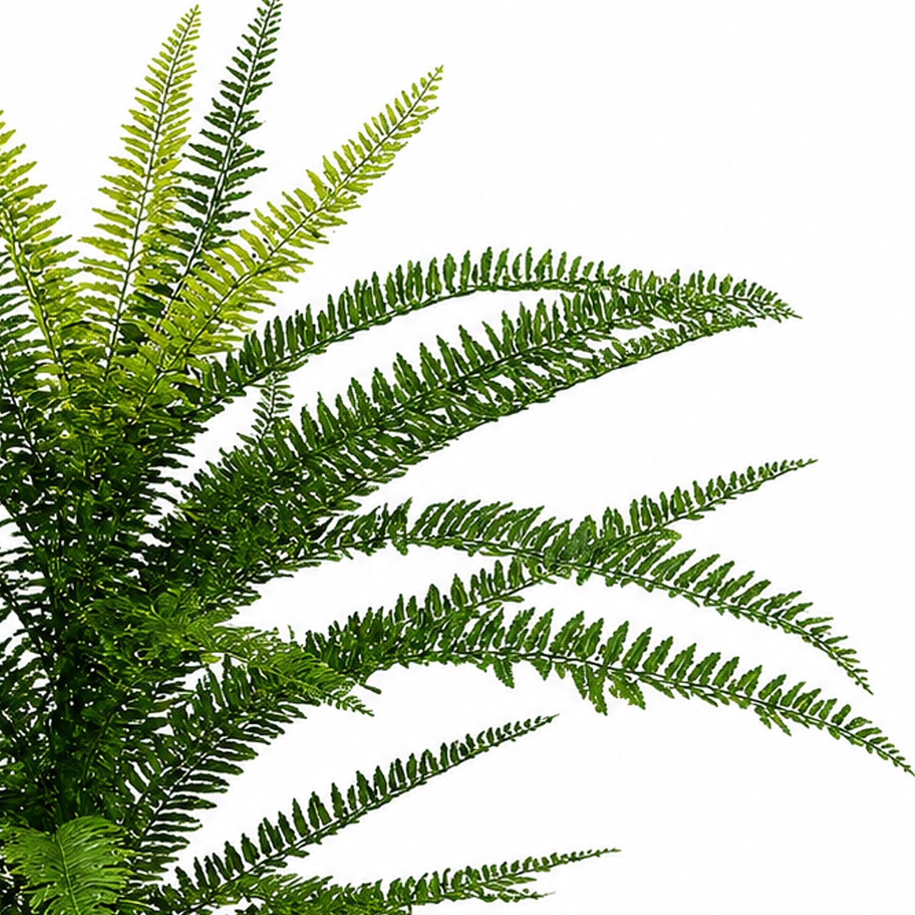 75cm Artificial Fire Retardant Plastic Boston Fern Plant