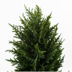 120cm Pair of Premium Artificial Cypress Spiral Topiary