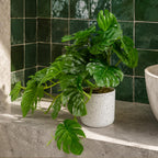 30cm Artificial Green Potted Monstera Trailing Plant