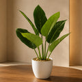45cm Artificial Aureum Plant