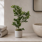 45cm Artificial Aglaia Odorata Bonsai Ficus Tree