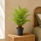 75cm Artificial Fern Plant