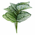 60cm Artificial Caladium Stem Plant Variegated Green White Foliage
