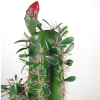 Artificial 100cm Premium Cactus with pot