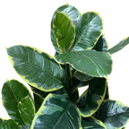 120cm Artificial Rubber Tree