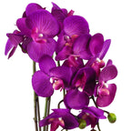 52cm Artificial Orchid Large Purple Gold