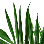 Artificial 130cm Kentia Palm Tree