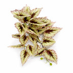 30cm Artificial Trailing Cream and Pink Caladium