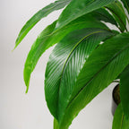 90cm Artificial Calathea Plant Dark Green
