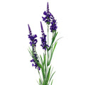 80cm Artificial Purple Larkspur Artifical Stem