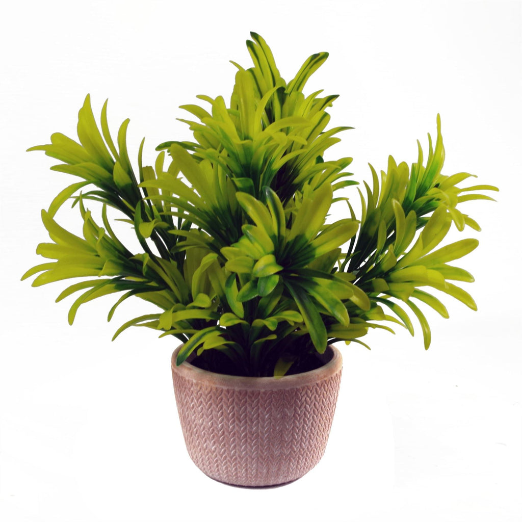22cm Artificial Honey Plant Light Green in Terracotta Pot