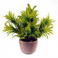 22cm Artificial Honey Plant Light Green in Terracotta Pot