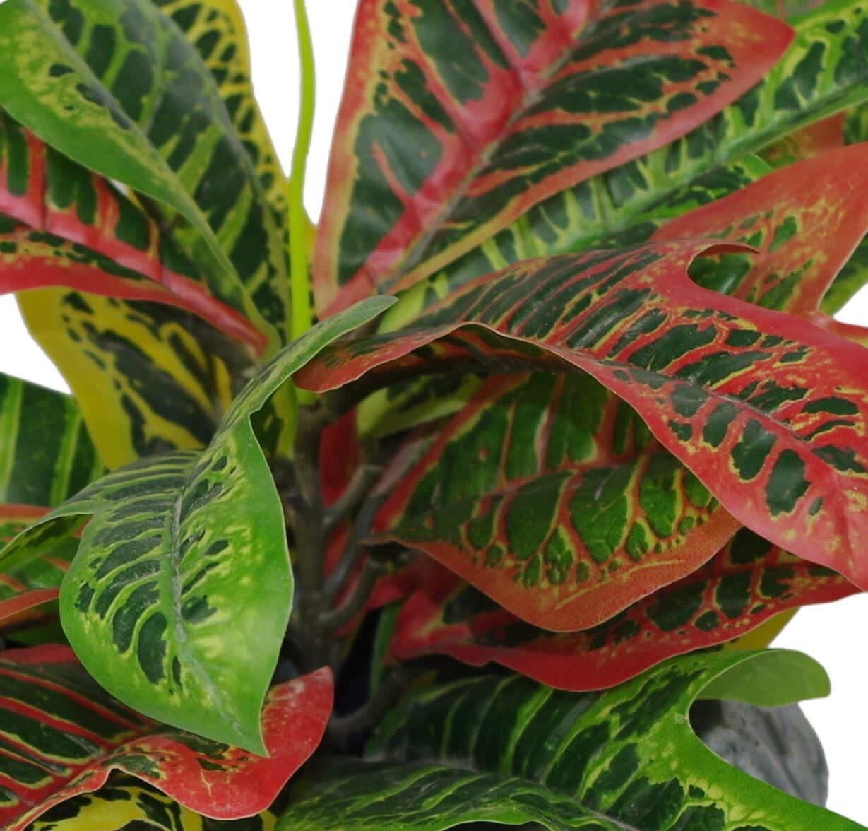 40cm Artificial Codiaeum Multicoloured Plant