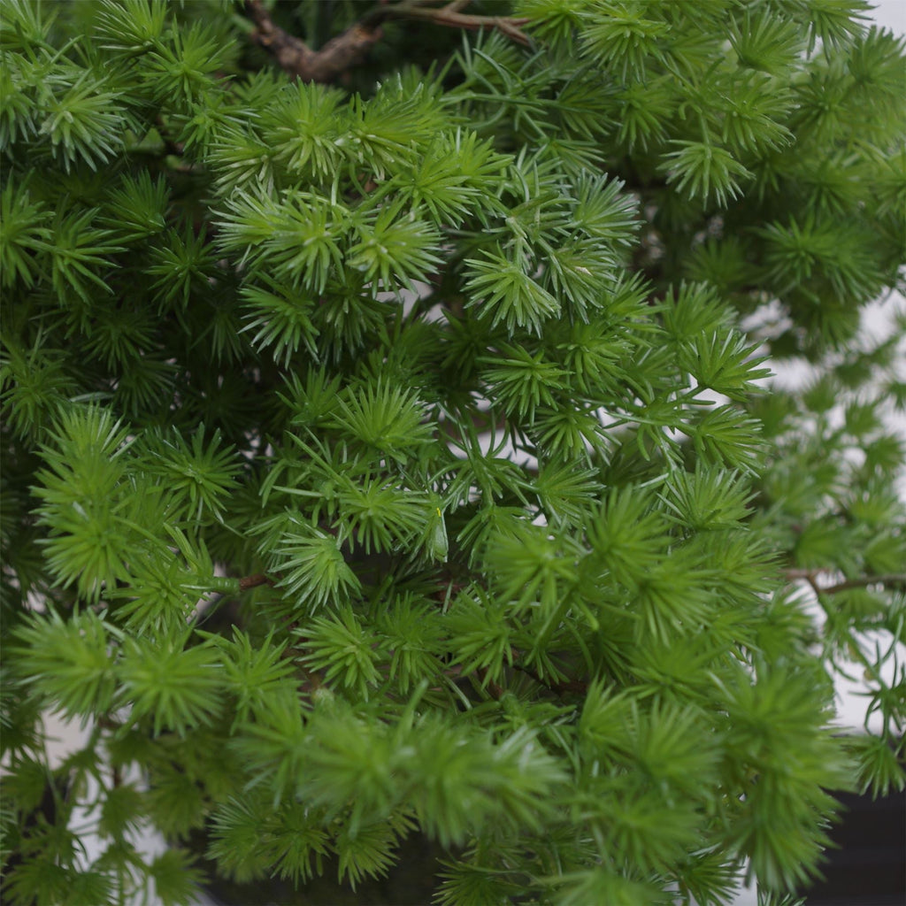 Artificial Luxury Pine Bonsai Tree 50cm