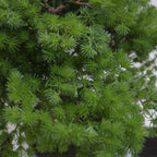 Artificial Luxury Pine Bonsai Tree 50cm