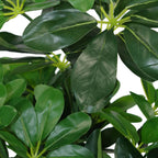 55cm Dark Green Artificial Schefflera Arboricola