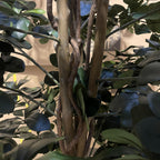 180cm Artificial Fire Retardant Black Olive Tree and Natural Trunk