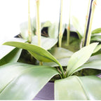 110cm Artificial Yellow Orchid Plant Artifcial REAL TOUCH flowers