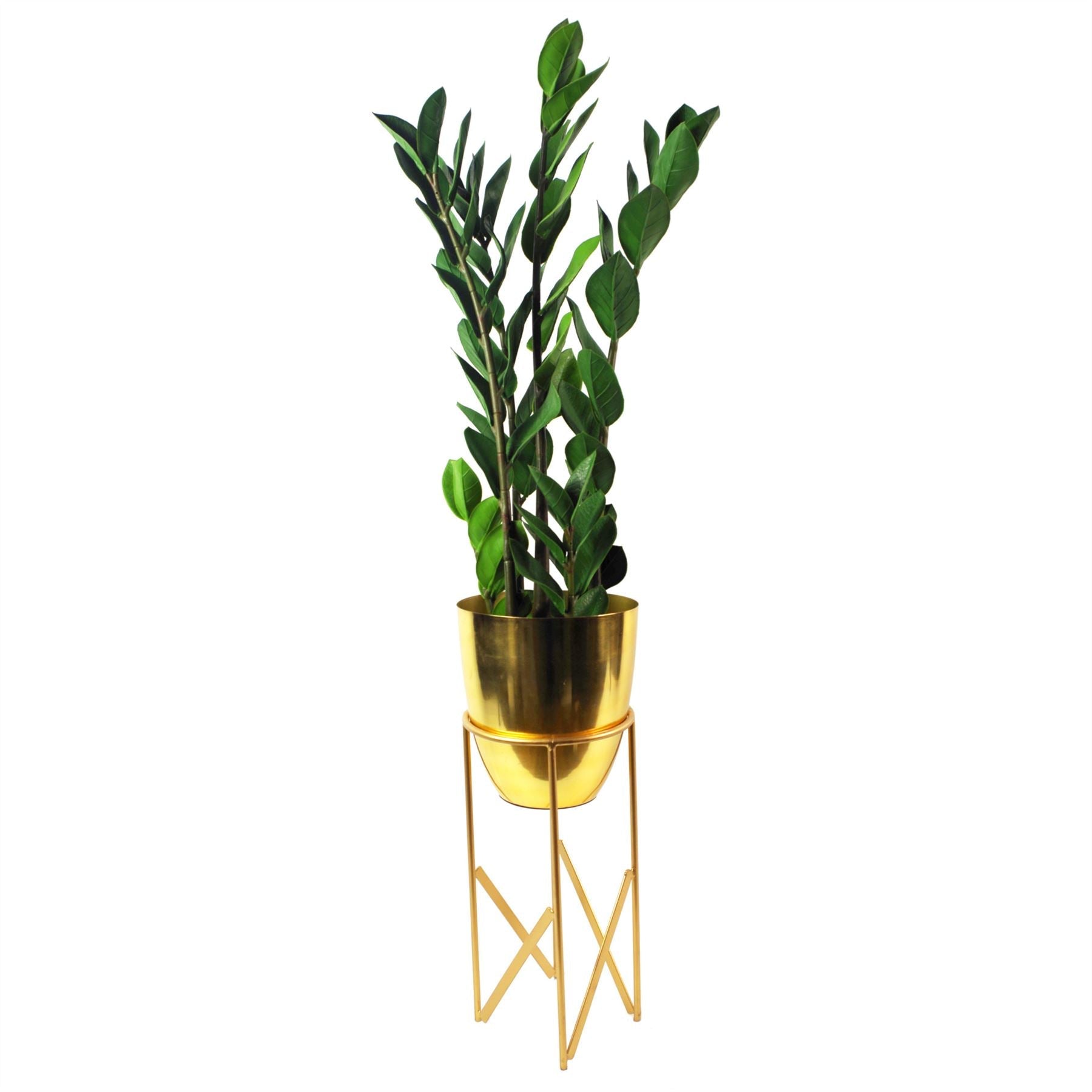 75cm Artificial Zanzibar Green Gem Zamioculcas Succulent Indoor Plant