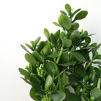 Faux Deluxe 75cm Artificial Green Jade Plant