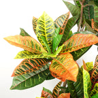 140cm Artificial Codiaeum Tree