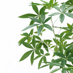 180cm Artificial Money Tree Pachira Realistic Faux Tree
