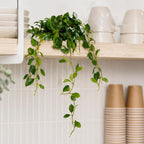 55cm Artificial Trailing Ficus Vine Stem