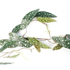 110cm Artificial Hanging Trailing Begonia Maculata Spotted Plant