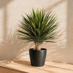 75cm Artificial Dracaena Plant