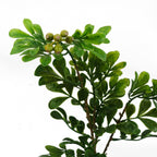 45cm Artificial Aglaia Odorata Bonsai Ficus Tree