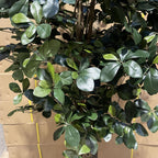 180cm Artificial Fire Retardant Black Olive Tree and Natural Trunk