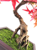 Artificial Red Maple Bonsai Tree 50cm