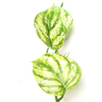 180cm Artificial Hanging Trailing Devil's Ivy Plant