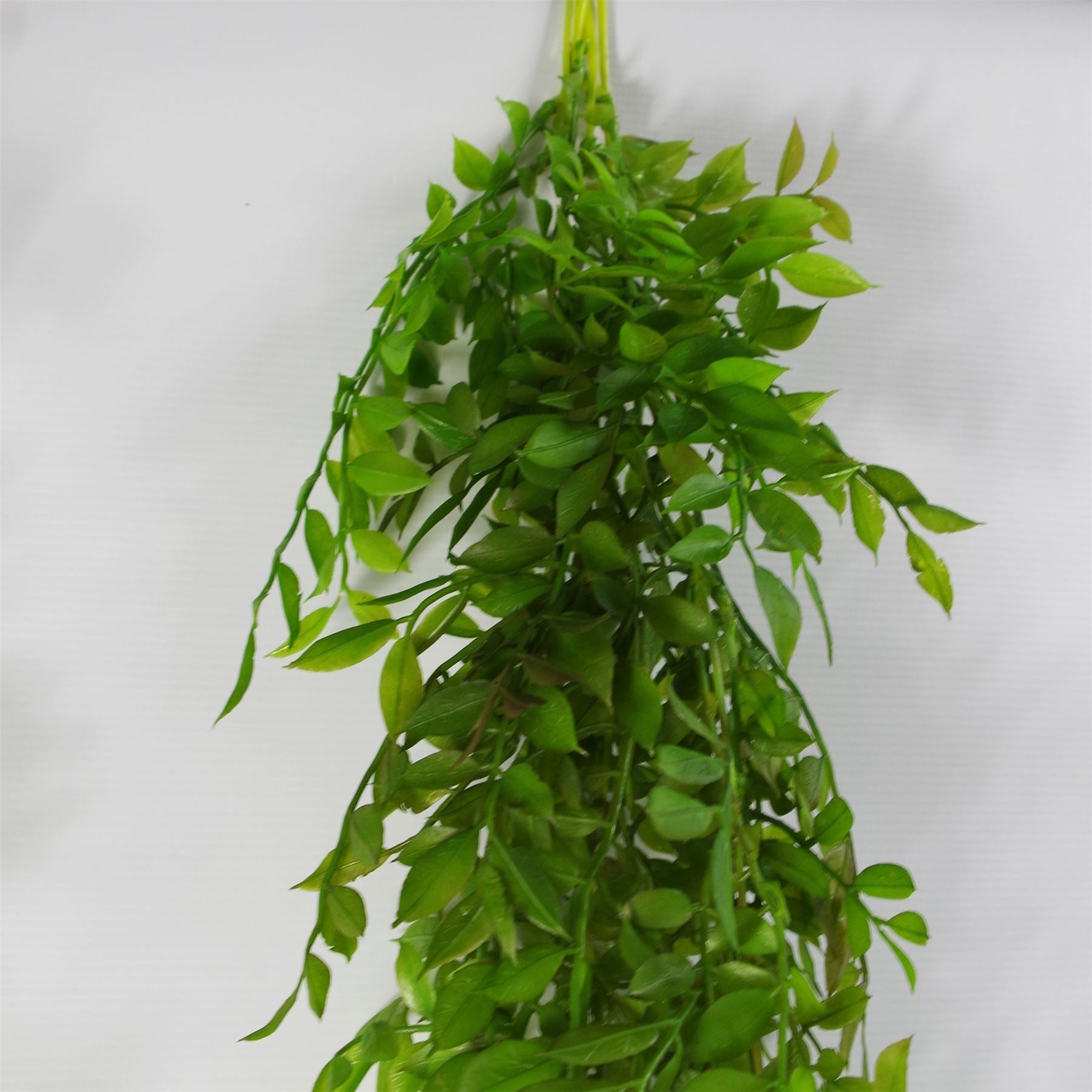100cm Artificial Hanging String of Pearls Fern Plant Dark Green