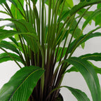 90cm Artificial Calathea Plant Dark Green